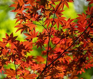 Preview wallpaper maple, branch, leaves, red, autumn