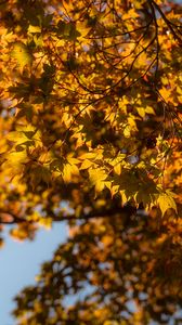 Preview wallpaper maple, branch, leaves, autumn