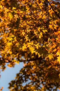 Preview wallpaper maple, branch, leaves, autumn