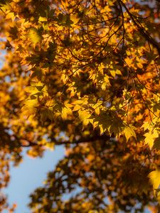 Preview wallpaper maple, branch, leaves, autumn