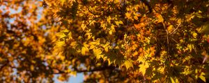 Preview wallpaper maple, branch, leaves, autumn