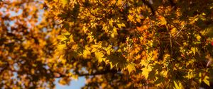 Preview wallpaper maple, branch, leaves, autumn
