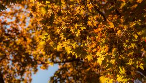 Preview wallpaper maple, branch, leaves, autumn