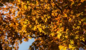 Preview wallpaper maple, branch, leaves, autumn