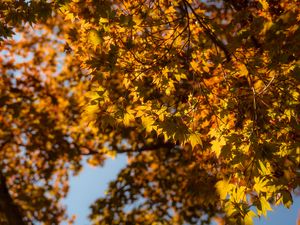 Preview wallpaper maple, branch, leaves, autumn