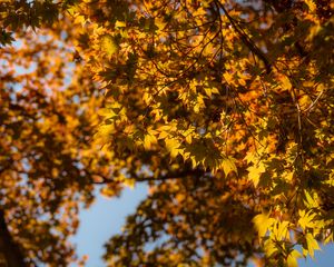 Preview wallpaper maple, branch, leaves, autumn