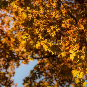 Preview wallpaper maple, branch, leaves, autumn