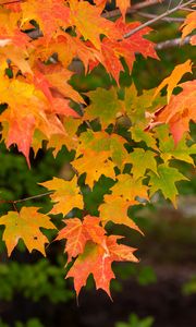Preview wallpaper maple, branch, leaves, macro