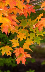 Preview wallpaper maple, branch, leaves, macro