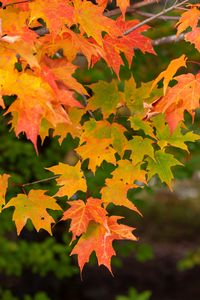 Preview wallpaper maple, branch, leaves, macro