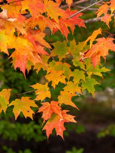 Preview wallpaper maple, branch, leaves, macro