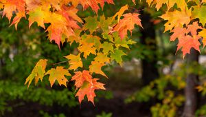 Preview wallpaper maple, branch, leaves, macro