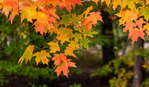 Preview wallpaper maple, branch, leaves, macro