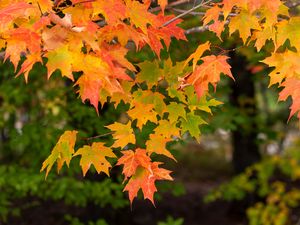 Preview wallpaper maple, branch, leaves, macro