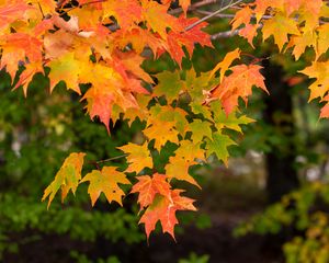 Preview wallpaper maple, branch, leaves, macro