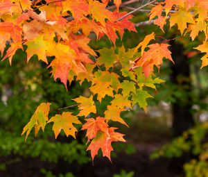 Preview wallpaper maple, branch, leaves, macro