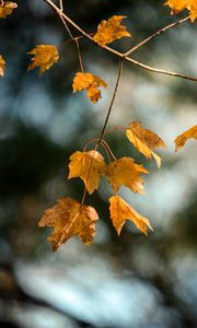 Preview wallpaper maple, branch, leaves, yellow, autumn