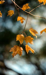 Preview wallpaper maple, branch, leaves, yellow, autumn
