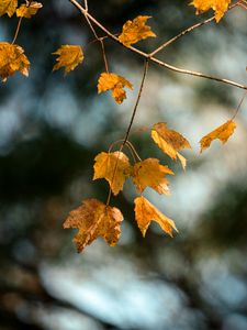 Preview wallpaper maple, branch, leaves, yellow, autumn