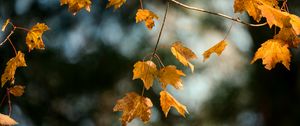 Preview wallpaper maple, branch, leaves, yellow, autumn