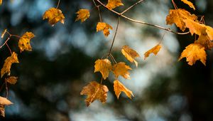 Preview wallpaper maple, branch, leaves, yellow, autumn