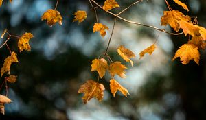 Preview wallpaper maple, branch, leaves, yellow, autumn