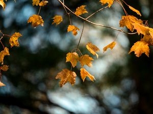 Preview wallpaper maple, branch, leaves, yellow, autumn