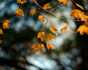 Preview wallpaper maple, branch, leaves, yellow, autumn