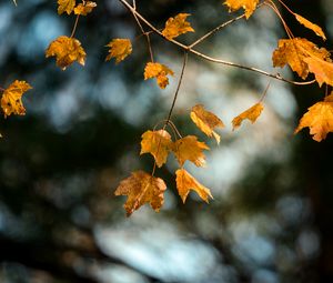 Preview wallpaper maple, branch, leaves, yellow, autumn