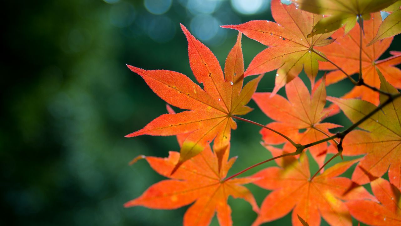 Wallpaper maple, branch, leaves, autumn, blur
