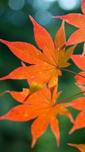 Preview wallpaper maple, branch, leaves, autumn, blur