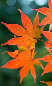 Preview wallpaper maple, branch, leaves, autumn, blur