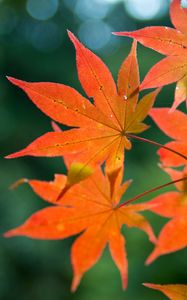 Preview wallpaper maple, branch, leaves, autumn, blur