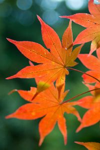 Preview wallpaper maple, branch, leaves, autumn, blur