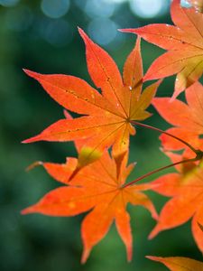 Preview wallpaper maple, branch, leaves, autumn, blur