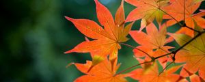 Preview wallpaper maple, branch, leaves, autumn, blur