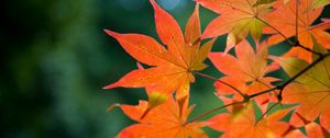 Preview wallpaper maple, branch, leaves, autumn, blur