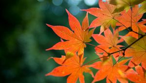 Preview wallpaper maple, branch, leaves, autumn, blur