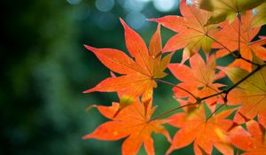 Preview wallpaper maple, branch, leaves, autumn, blur