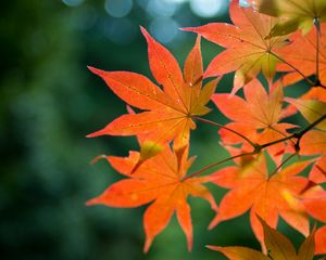 Preview wallpaper maple, branch, leaves, autumn, blur