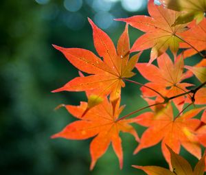 Preview wallpaper maple, branch, leaves, autumn, blur