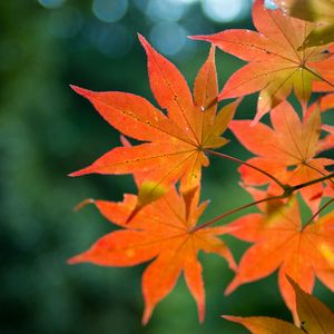 Preview wallpaper maple, branch, leaves, autumn, blur