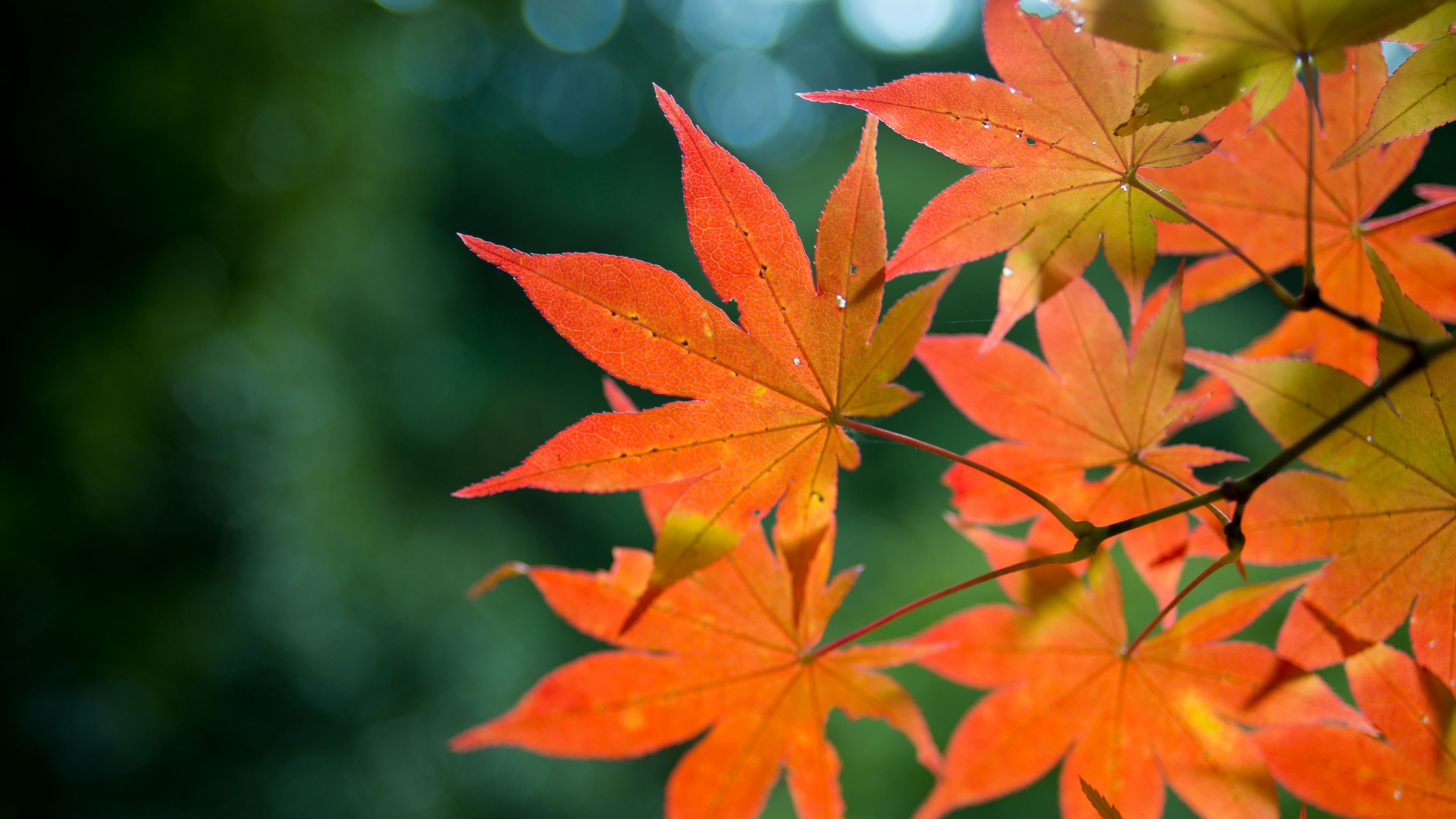 Download wallpaper 3840x2160 maple, branch, leaves, autumn, blur 4k uhd ...