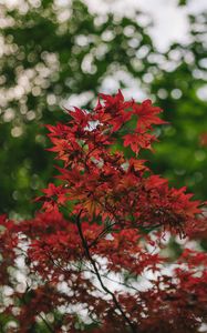 Preview wallpaper maple, branches, blur, leaves