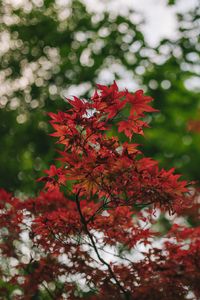 Preview wallpaper maple, branches, blur, leaves