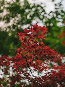 Preview wallpaper maple, branches, blur, leaves