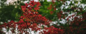 Preview wallpaper maple, branches, blur, leaves