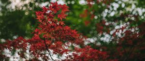 Preview wallpaper maple, branches, blur, leaves