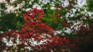 Preview wallpaper maple, branches, blur, leaves