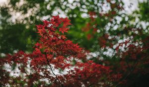 Preview wallpaper maple, branches, blur, leaves